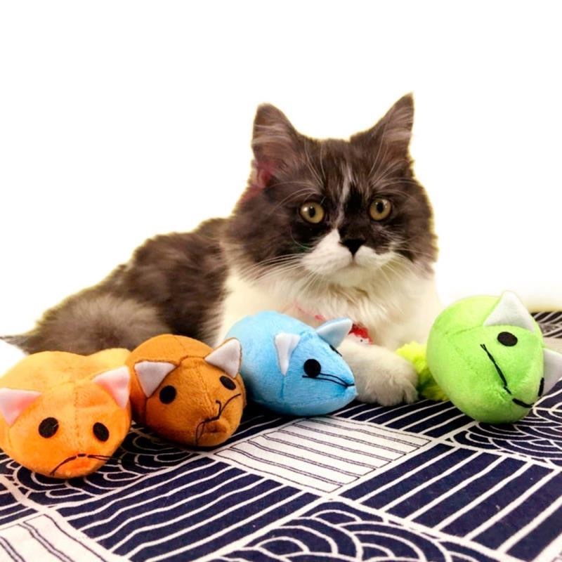 Teasing Cat Toys